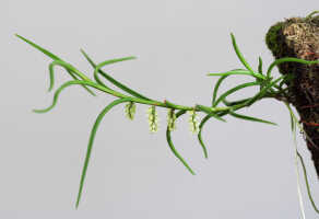 Schoenorchis micrantha: Schoenorchis micrantha Reinw. ex Blume, plant habit, photo E.F. de Vogel, from PNG, East New Britain Prov., Leiden cult. 20081992