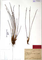 Ceratostylis rivularis: Ceratostylis rivularis Schltr., herbarium sheet, Schlechter 16595, isotype specimen (BO)