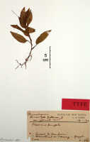 Crepidium gibbsiae: Crepidium gibbsiae (J.J.Sm.) Marg. (as Microstylis gibbsiae J.J.Sm.), herbarium sheet, Gibbs 6192 (Ambon and Ternate) (isotype specimen BO)