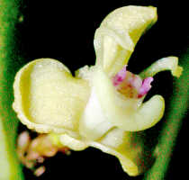 Dendrobium umbellatum: Dendrobium umbellatum (Gaudich.) Rchb.f., flower, oblique lateral view, photo Ed de Vogel, Leiden cult. 20031713 (Harris 1662), from Papua New Guinea, Central Highlands Prov.