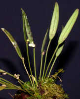 Dendrobium umbellatum: Dendrobium umbellatum (Gaudich.) Rchb.f., plant habit, photo Ed de Vogel, Leiden cult. 20031713 (Harris 1662), from Papua New Guinea, Central Highlands Prov.