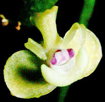 Dendrobium umbellatum: Dendrobium umbellatum (Gaudich.) Rchb.f., flower, oblique front view, photo Ed de Vogel, Leiden cult. 20031713 (Harris 1662), from Papua New Guinea, Central Highlands Prov.