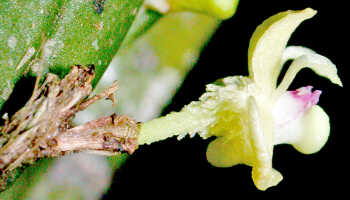 Dendrobium umbellatum: Dendrobium umbellatum (Gaudich.) Rchb.f., flower, lateral view, photo Ed de Vogel, Leiden cult. 20031713 (Harris 1662), from Papua New Guinea, Central Highlands Prov.