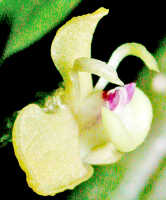 Dendrobium umbellatum: Dendrobium umbellatum (Gaudich.) Rchb.f., flower, oblique lateral view, photo Ed de Vogel, Leiden cult. 20031713 (Harris 1662), from Papua New Guinea, Central Highlands Prov.