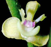 Dendrobium umbellatum: Dendrobium umbellatum (Gaudich.) Rchb.f., flower, front view, photo Ed de Vogel, Leiden cult. 20031713 (Harris 1662), from Papua New Guinea, Central Highlands Prov.