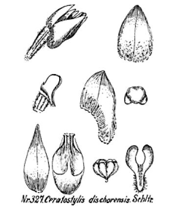 Ceratostylis dischorensis