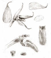 Bulbophyllum lamii: Bulbophyllum lamii J.J.Sm., floral analysis, drawing J.J. Smith, from Lam 692