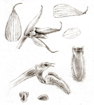 Bulbophyllum lamii