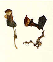Corybas subalpinus: overview picture