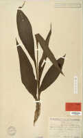 Claderia papuana: Claderia papuana Schltr., isotype specimen (L)