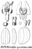 Crepidium quadridens: Crepidium quadridens (Schltr.) Szlach. (as Microstylis quadridens Schltr.), drawing R. Schlechter in Repert. Spec. Nov. Regni Veg. Beih. 21 (1923) t. 49, fig. 170