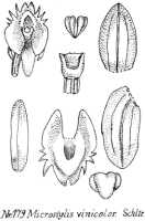 Crepidium vinicolor: Crepidium vinicolor (Schltr.) Szlach. (as Microstylis vinicolor Schltr.), drawing R. Schlechter in Repert. Spec. Nov. Regni Veg. Beih. 21 (1923) t. 52, fig. 179