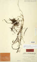 Octarrhena calceiformis: Octarrhena calceiformis (J.J.Sm.) P.Royen, as Chitonanthera calceiformis J.J.Sm., herbarium sheet, Lam 1685 (syntype specimen L)