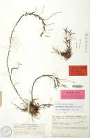 Octarrhena cupulilabra: Octarrhena cupulilabra P.Royen, herbarium sheet, Balgooy, van 671 (holotype specimen L)