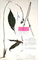 Calanthe fragrans: Calanthe fragrans P.Royen, herbarium sheet, NGF 39622 (Vandenberg), holotype (K)