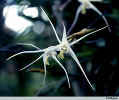 Dendrobium nitidissimum: Dendrobium nitidissimum Rchb.f., flowers, photo P. O'Byrne, based on O'Byrne D1025