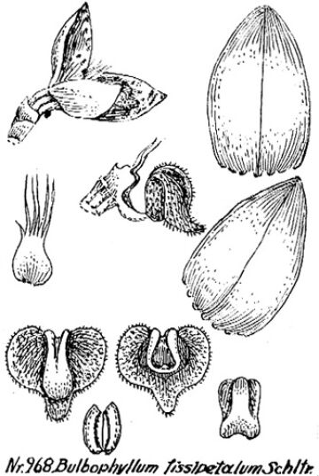 Bulbophyllum fissipetalum