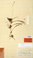 Bulbophyllum orbiculare: Bulbophyllum verrucirhachis Schltr., herbarium sheet, Schlechter 18684 (L)