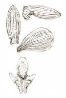 Dendrobium auricolor: Dendrobium auricolor J.J.Sm., drawing J.J. Smith, based on Docters van Leeuwen 10384