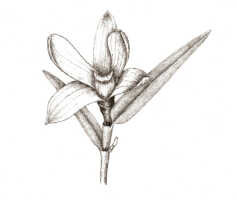 Glomera geelvinkensis: Glomera geelvinkensis J.J.Sm., drawing Darmosoediro, from Janowsky 396