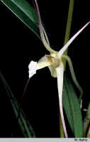 Dendrobium iboense: Dendrobium iboense Schltr., flower, photo W. Harris