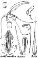 Dendrobium iboense: Dendrobium iboense Schltr., drawing R. Schlechter in Repert. Spec. Nov. Regni Veg. Beih. 21 (1923) t. 160, fig. 599
