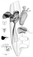 Bulbophyllum orthosepalum: Bulbophyllum orthosepalum,  N. Howcroft, drawing, plant habit and flower analysis