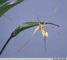 Dendrobium mekynosepalum: Dendrobium mekynosepalum Schltr., flower, photo Roy. Bot. Gard. Edin., based on Woods 2210