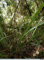 Cymbidium ensifolium subsp. haematodes: Cymbidium ensifolium (L.) Sw. subsp. haematodes (Lindl.) Du Puy & P.J.Cribb ex Govaerts, in situ, Tapini, photo E.F. de Vogel