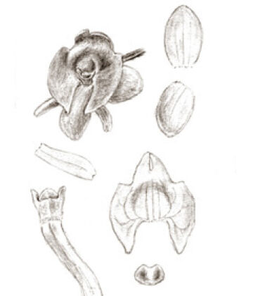 Crepidium nitidum var. cyclopensis