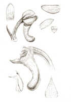 Robiquetia gracilistipes: Robiquetia gracilistipes (Schltr.) J.J.Sm., as Robiquetia squamulosa (J.J.Sm.) J.J.Sm., floral analysis, drawing J.J. Smith, from Versteeg 410