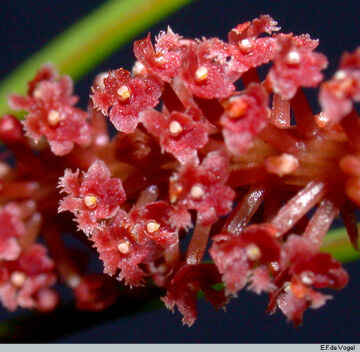 Oberonia pectinata