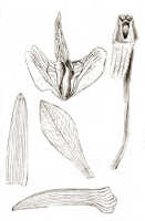 Dendrobium centrale: Dendrobium centrale J.J.Sm., drawing J.J. Smith, based on Van Nouhuys 9