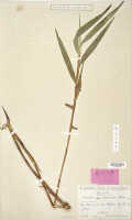 Dendrobium pantherinum: Dendrobium pantherinum Schltr., isotype specimen: Schlechter 18012 (L)