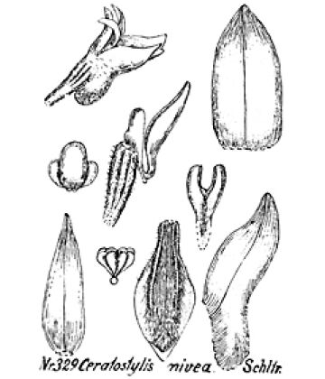Ceratostylis nivea