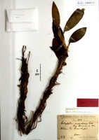 Bulbophyllum xanthochlamys: Bulbophyllum xanthochlamys Schltr., herbarium sheet, Schlechter 19844 (isotype specimen BO)