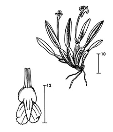 Dendrobium lacorum