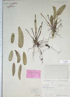 Dendrobium versteegii: Dendrobium versteegii J.J.Sm., as Cadetia collina Schltr., type specimen: Schlechter 19256 (iso L)