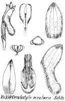 Ceratostylis rivularis: Ceratostylis rivularis Schltr., from Repert. Spec. Nov. Regni Veg. Beih. 21 (1923) t. 91, fig. 338