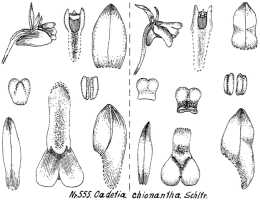 Dendrobium chionanthum: Dendrobium chionanthum Schltr., drawing R. Schlechter in Repert. Spec. Nov. Regni Veg. Beih. 21 (1923) t. 147, fig. 555