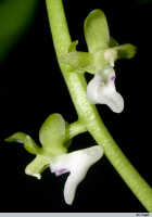 Cleisostoma litoreum: Cleisostoma litoreum (Schltr.) Garay, flowers, photo E.F. de Vogel, fLeiden cult. 20030850 (de Vogel & Vogel), from Papua New Guinea, Morobe Prov.