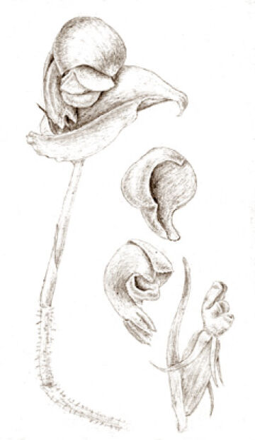 Corybas smithianus