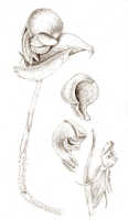 Corybas smithianus: Corybas smithianus Schltr., drawing J.J. Smith, based on von Römer (Habbema) 1343