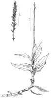 Hylophila gracilis: Hylophila gracilis Schltr., drawing P. O'Byrne