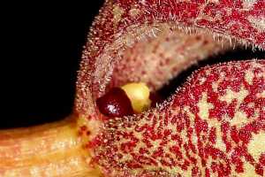 Bulbophyllum arfakianum: Bulbophyllum arfakianum Kraenzl., flower detail, base of flower, oblique lateral view, cult. Jon Cara, photo Jon Cara