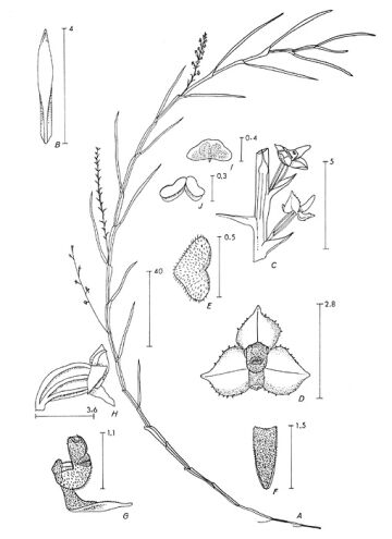 Octarrhena salmonea