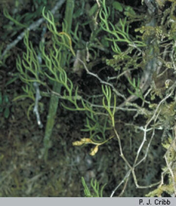 Octarrhena tenuis