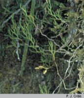 Octarrhena tenuis: Octarrhena tenuis (J.J.Sm.) J.J.Sm., in situ, photo P.J. Cribb, from Papua (Indonesia), Lake Habbema