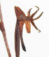 Habenaria ochroleuca: Habenaria ochroleuca R.Br., detail of herbarium specimen (L), Brass 8649