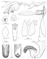 Bulbophyllum lissogaster: Bulbophyllum lissogaster J.J. Verm., Schuit. & de Vogel, drawing Jaap Vermeulen in Vermeulen, Schuiteman & de Vogel, Malesian Orchid Journal 21 (2018) 59, fig. 37